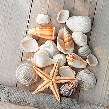 海螺壳,木质,表面