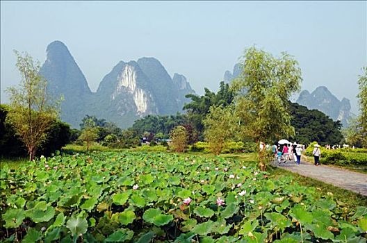 中国,广西,阳朔,靠近,桂林,荷叶,喀斯特地貌,石灰石,山景