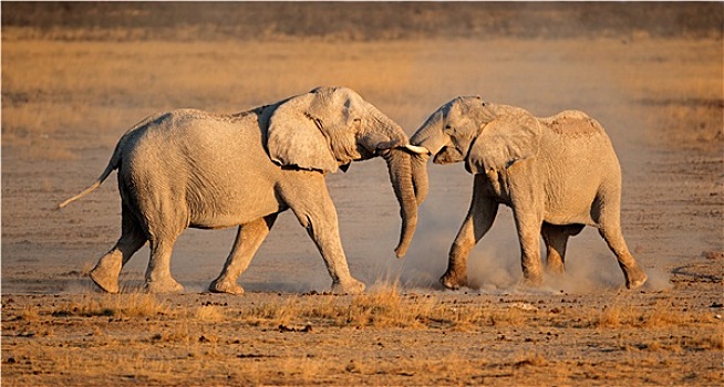 非洲象,争斗