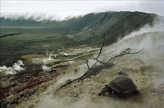 加拉帕戈斯巨龟,加拉帕戈斯象龟,寻找,潮湿,喷气孔,蒸汽,火山口,边缘,阿尔斯多火山,伊莎贝拉岛,加拉帕戈斯群岛,厄瓜多尔