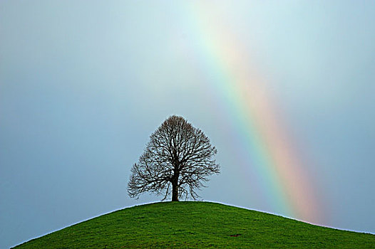 菩提树,树,椴树属,冰碛,山,彩虹,瑞士,欧洲