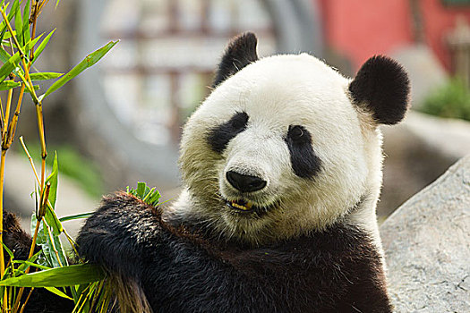 饥饿,大熊猫,熊,吃,竹子