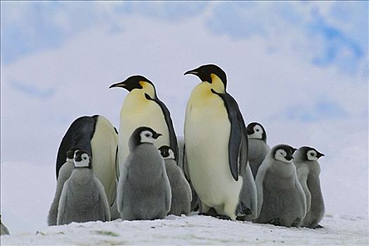帝企鹅,成年,幼禽,威德尔海,南极