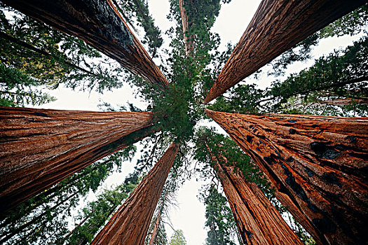 大树,特写,红杉国家公园