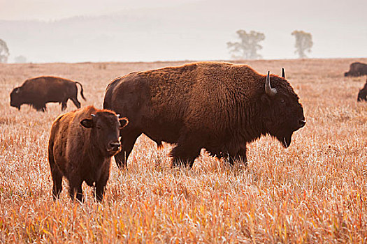 美洲野牛,野牛,母牛,幼兽,国家公园,怀俄明,美国