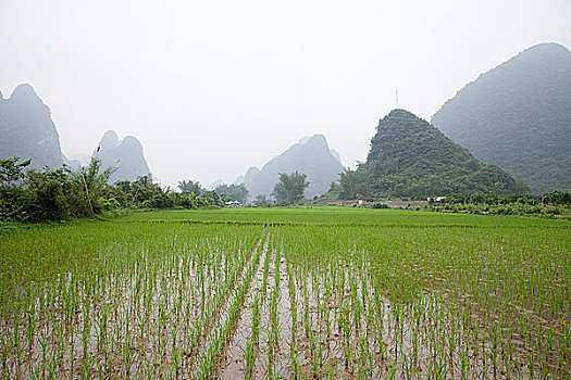 中国,广西,阳朔,稻田,喀斯特地貌