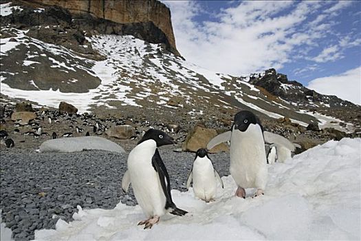 阿德利企鹅,三个,走,冰,靠近,生物群,南极半岛,南极