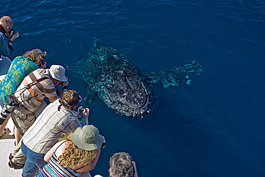 驼背鲸,大翅鲸属,鲸鱼,平面,靠近,游船,下加利福尼亚州,墨西哥