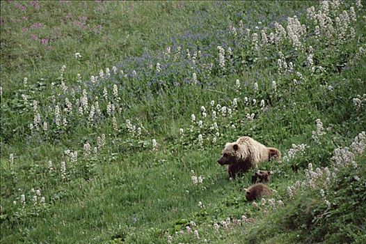 大灰熊,棕熊,母兽,幼兽,休息,德纳利国家公园和自然保护区,阿拉斯加