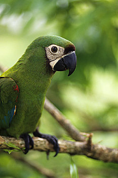 厄瓜多尔,亚马逊盆地,靠近,古柯,栗子,金刚鹦鹉