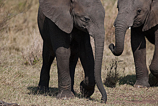 非洲大象137