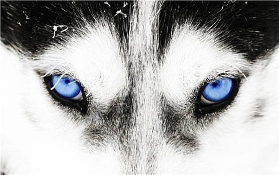 特写,哈士奇犬,蓝眼睛