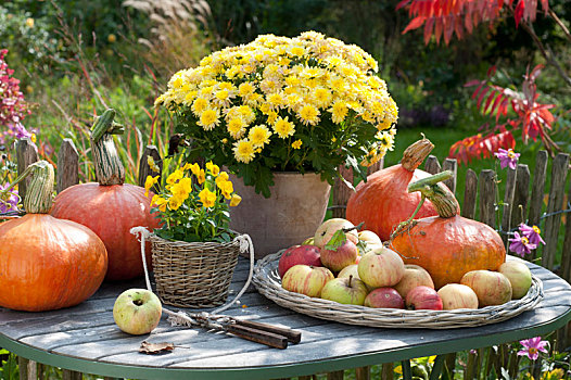 秋天,安放,桌上,花园栅栏,菊花