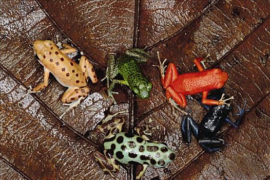 草莓箭毒蛙,群,展示,彩色,不同,岛屿,博卡斯德尔托罗,巴拿马
