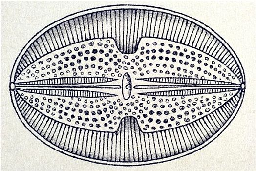 历史,插画,名字,自然,艺术,形态