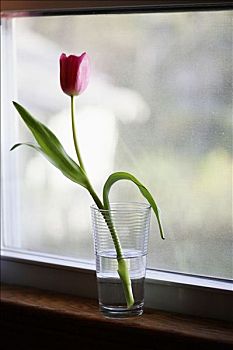 郁金香,花,水杯,窗台