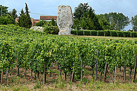 法国,阿基坦,竖石纪念物,葡萄园