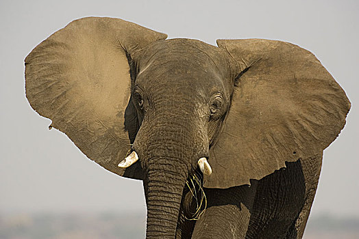 非洲象,雄性动物,展示,耳,警告,乔贝国家公园,博茨瓦纳,非洲