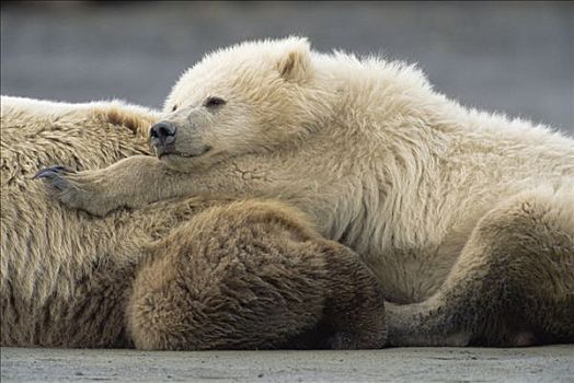 大灰熊,棕熊,2岁,母兽,休息,卡特麦国家公园,阿拉斯加
