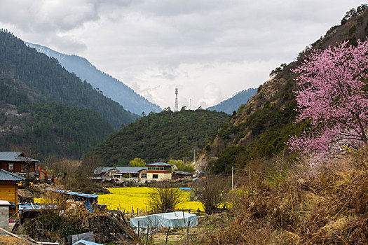 林芝