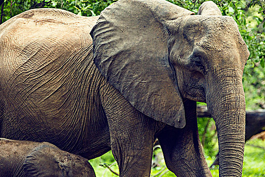 津巴布韦大象