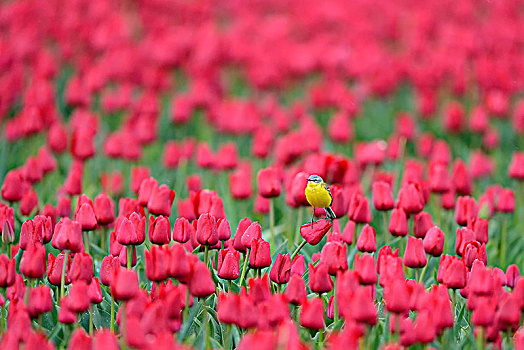 黄鹡鸰,花,地点,红色,郁金香,特塞尔,北荷兰,荷兰