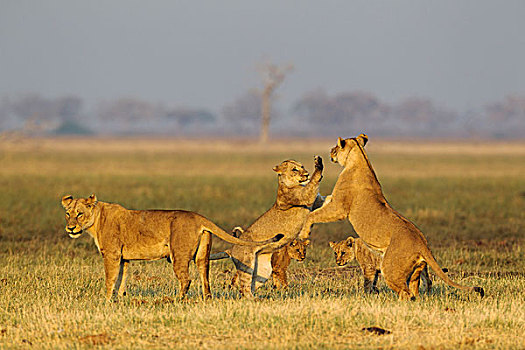 狮子,三个,雌狮,两个,幼兽,玩,早晨,萨维提,乔贝国家公园,博茨瓦纳,非洲