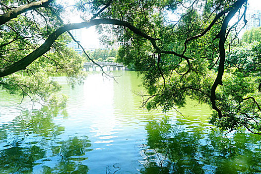 湖泊绿色树木风光