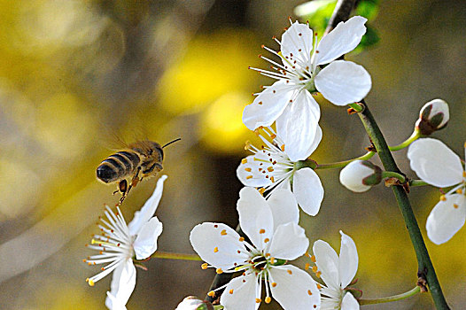 花,蜜蜂
