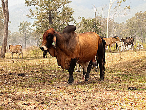 红色,公牛,母牛,幼兽,农场