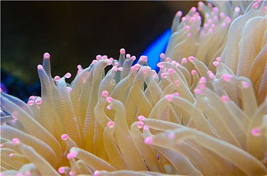 海葵,有机生物,海洋