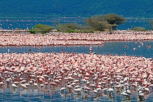 航拍,大,生物群,小红鹳,柏哥利亚湖,大裂谷,地区,肯尼亚,非洲