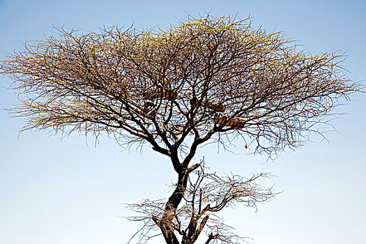部落,蜂巢,悬挂,树上