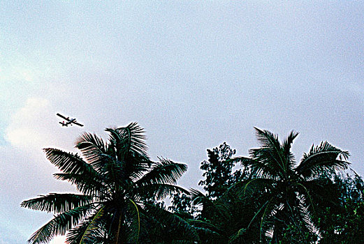 飞机,飞跃,棕榈树