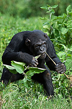 黑猩猩,类人猿,雌性,准备,细枝,捕鱼,乌干达
