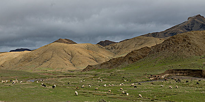 羊群,放牧,山谷,阿特拉斯山脉,摩洛哥