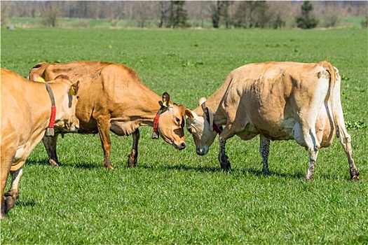 泽西种乳牛,牛,地点