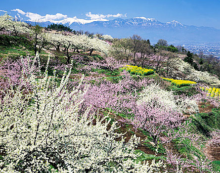 山,满,开花,樱花