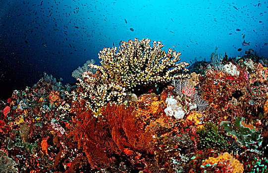 珊瑚礁,科莫多,海洋,印度尼西亚