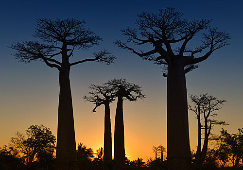 猴面包树,道路,日落,靠近,穆龙达瓦,马达加斯加,非洲