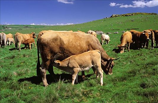 法国,朗格多克-鲁西永大区,母牛,比赛
