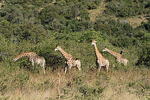 南非,德班,禁猎区,牧群,长颈鹿,野生,草地,栖息地
