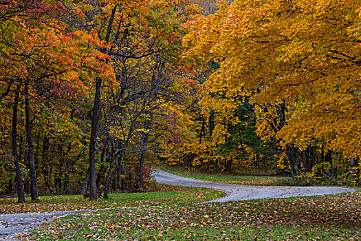 道路,秋天,褐色,州立公园,印地安那,美国