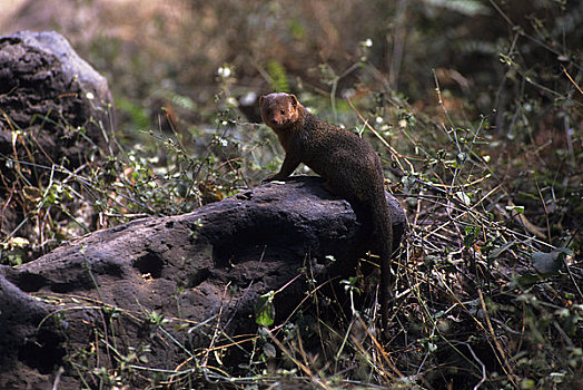肯尼亚,安伯塞利国家公园,矮小,猫鼬