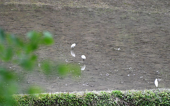 山村春来无限生机