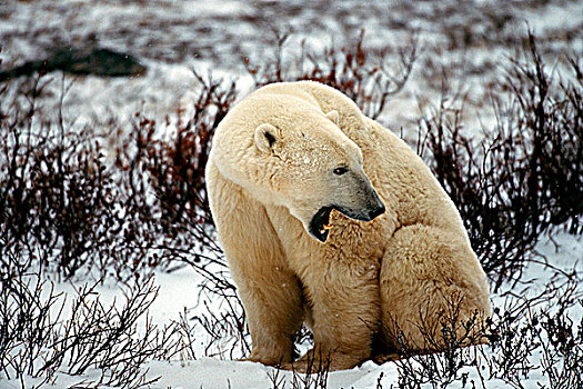 北极熊,叫,丘吉尔市,哈得逊湾,曼尼托巴,加拿大