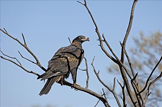 楔形,尾部,鹰,领土,澳大利亚
