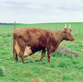 母牛,站立,草