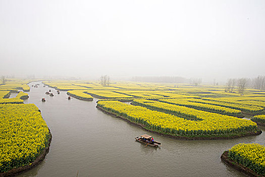 江苏泰州兴化油菜花