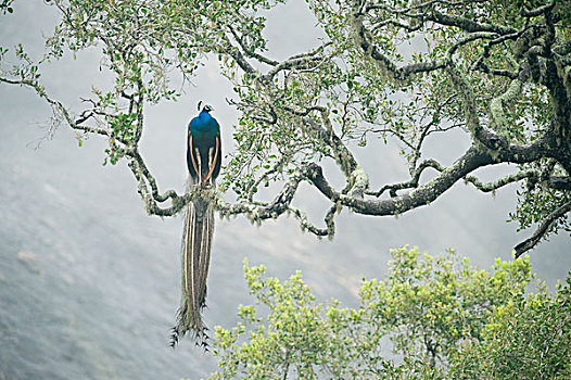 孔雀,蓝孔雀,树上,斯里兰卡